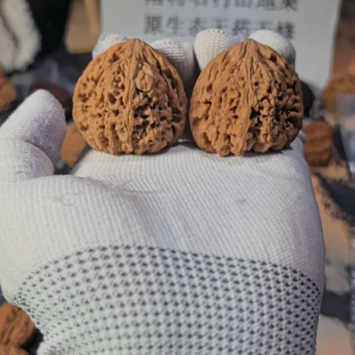 鲲***游涛子南将石直播拍