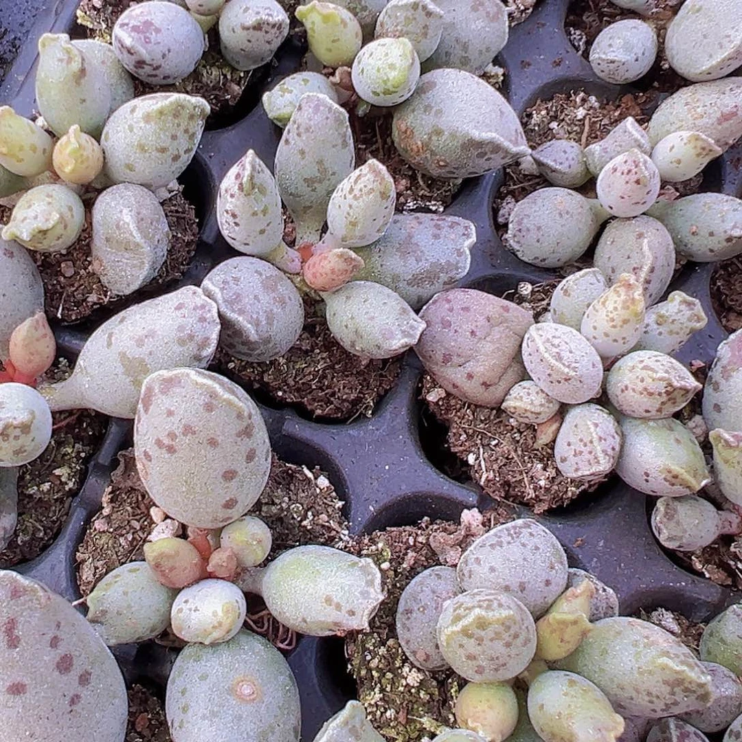 海豹苗4颗19包邮多肉