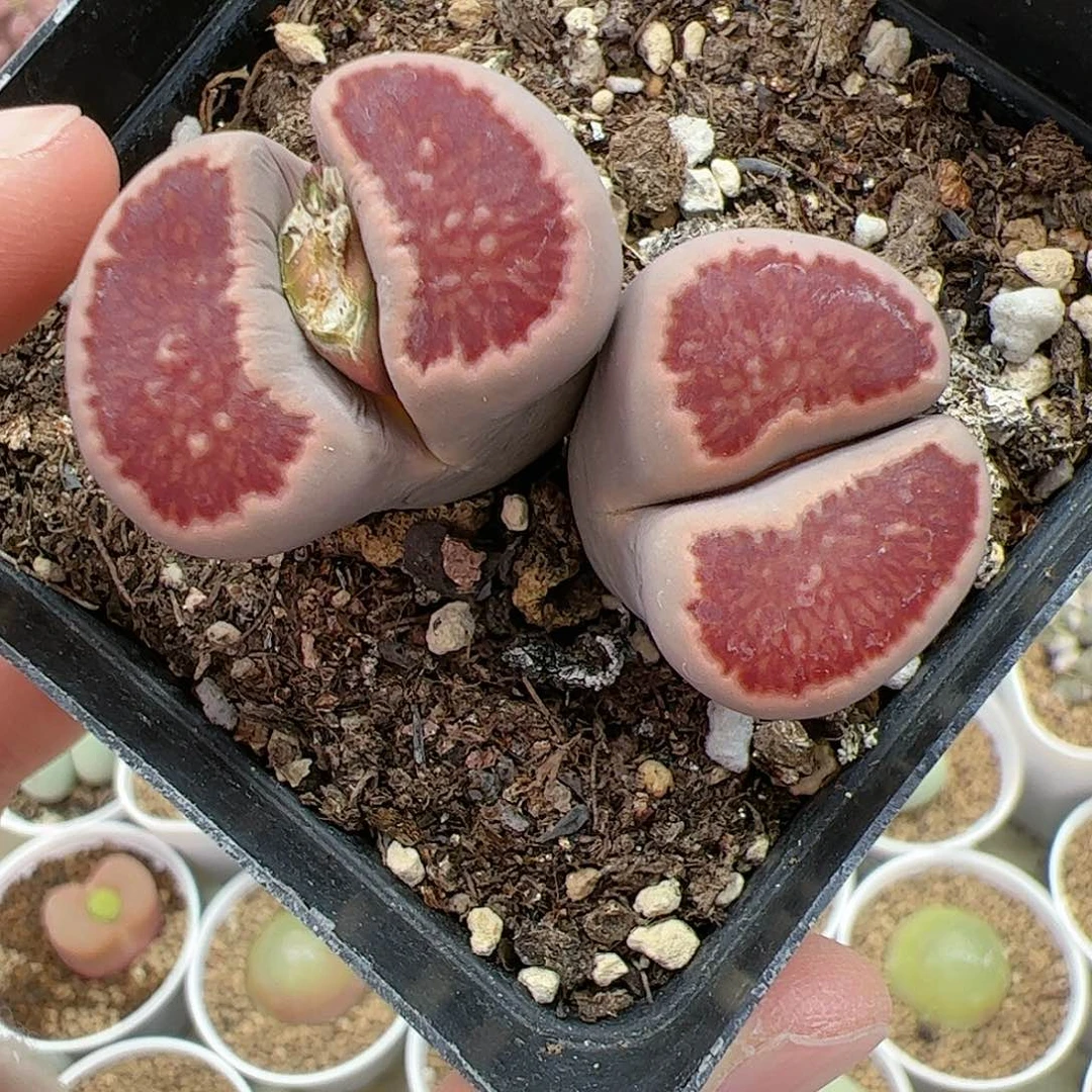 【闪购商品】47 开播福利