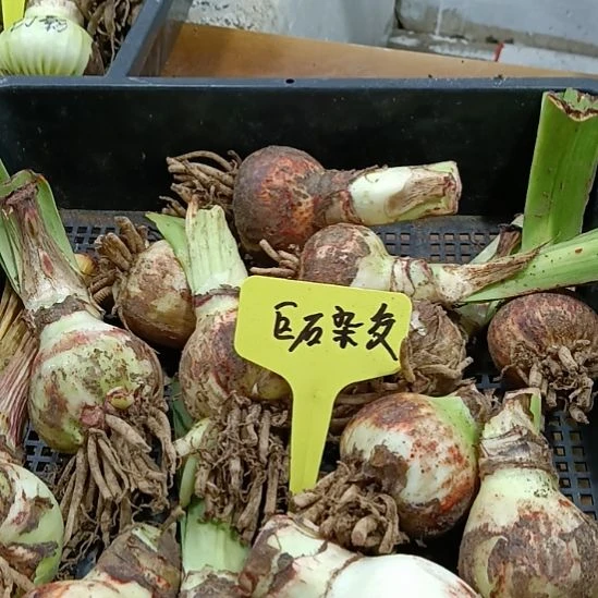 无花朵巨石二代杂交3-4