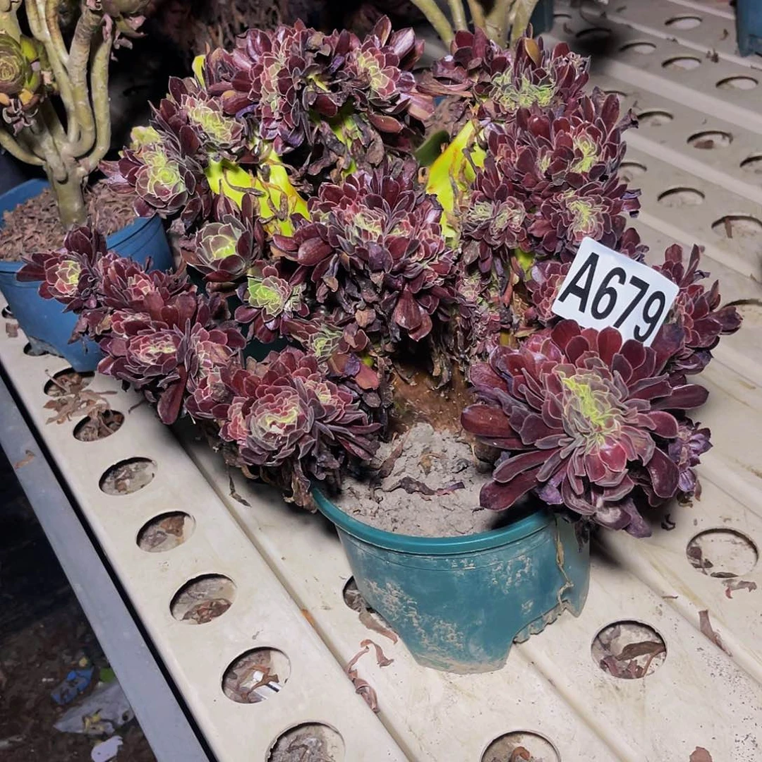 欧若拉法师7-35包邮