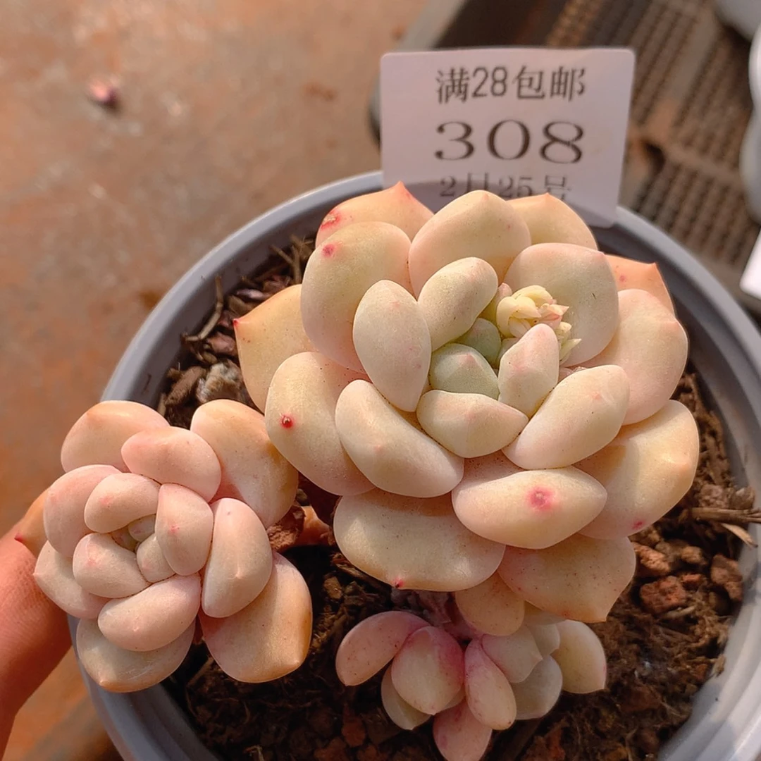 【闪购商品】云308冰橙