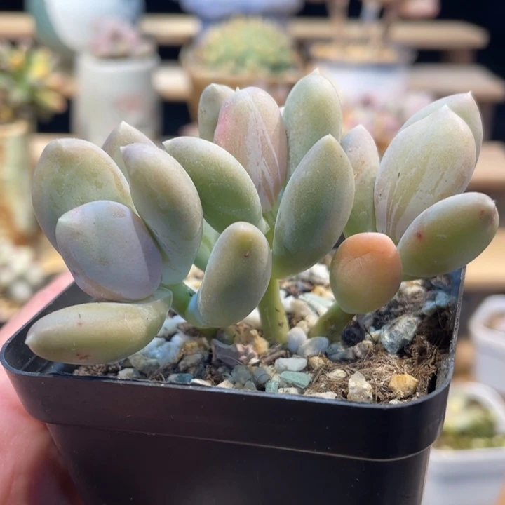 加菲猫啊啊607号的多肉啊啊