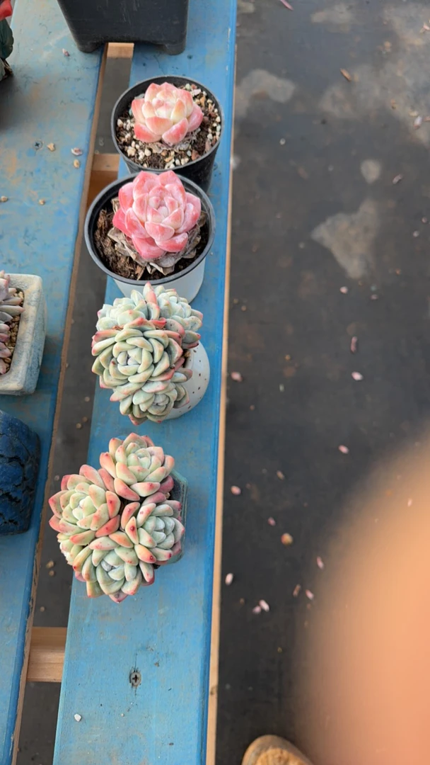 冰玉多肉四颗单群带盆