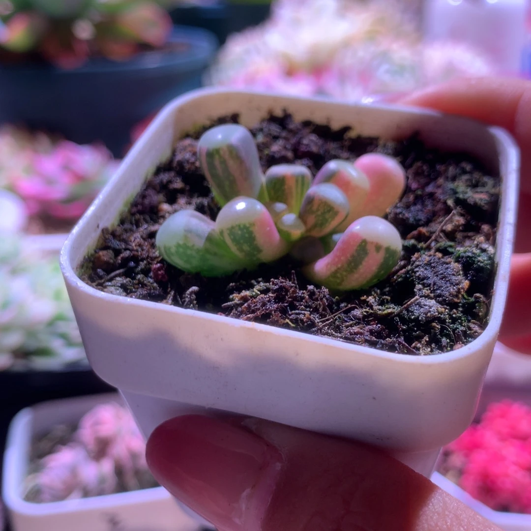 五十铃玉拉丝锦有根