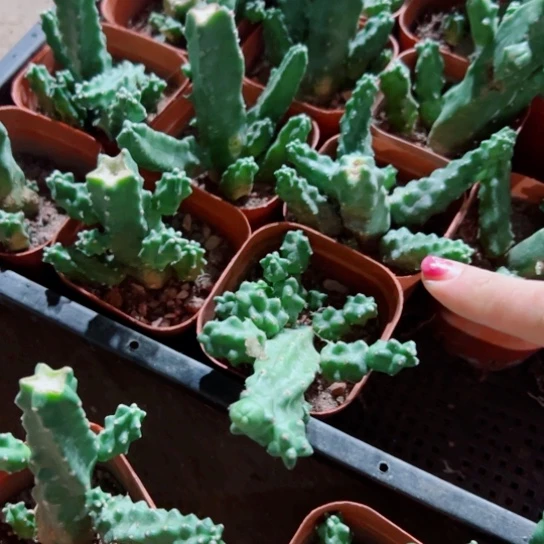 下42水仙晴朗根伤掉侧芽无售后脱土发货20包邮