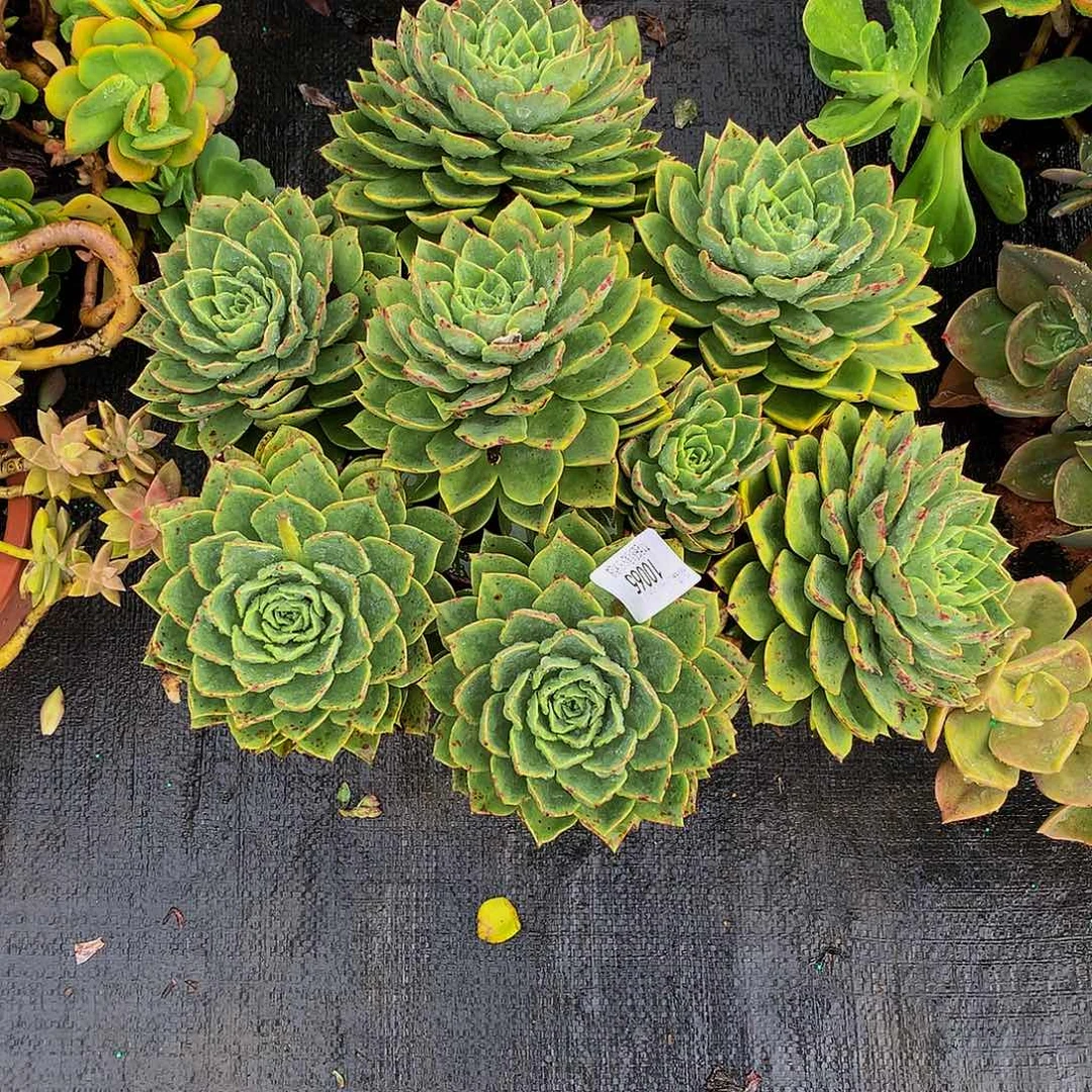 秋***和     贝拉多肉10065