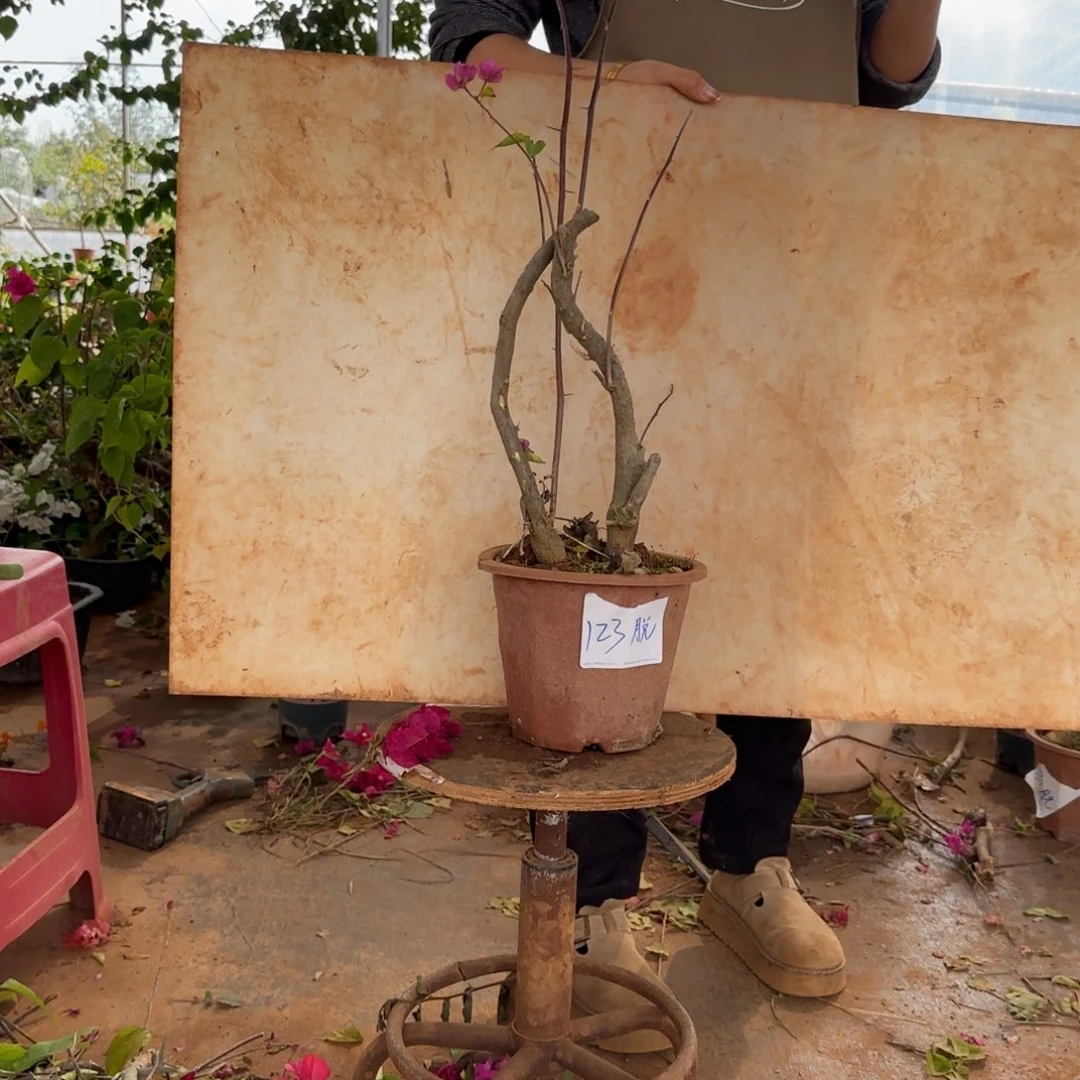 大部分花苞少量开放重瓣粉 123脱