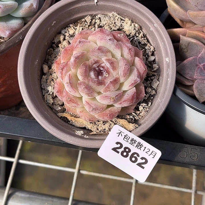 阿雅园艺。      2862