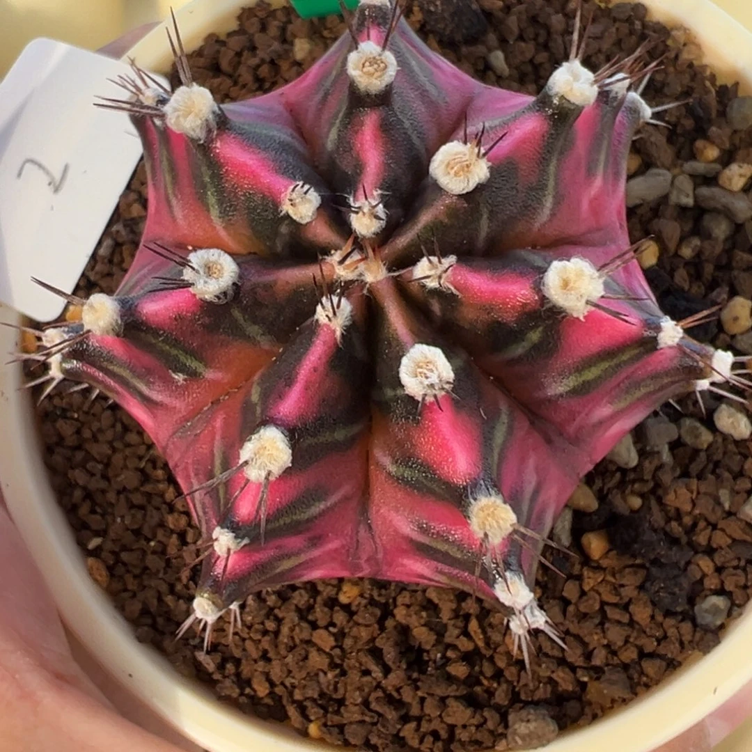 天***崖2好看的米哈冲冲冲