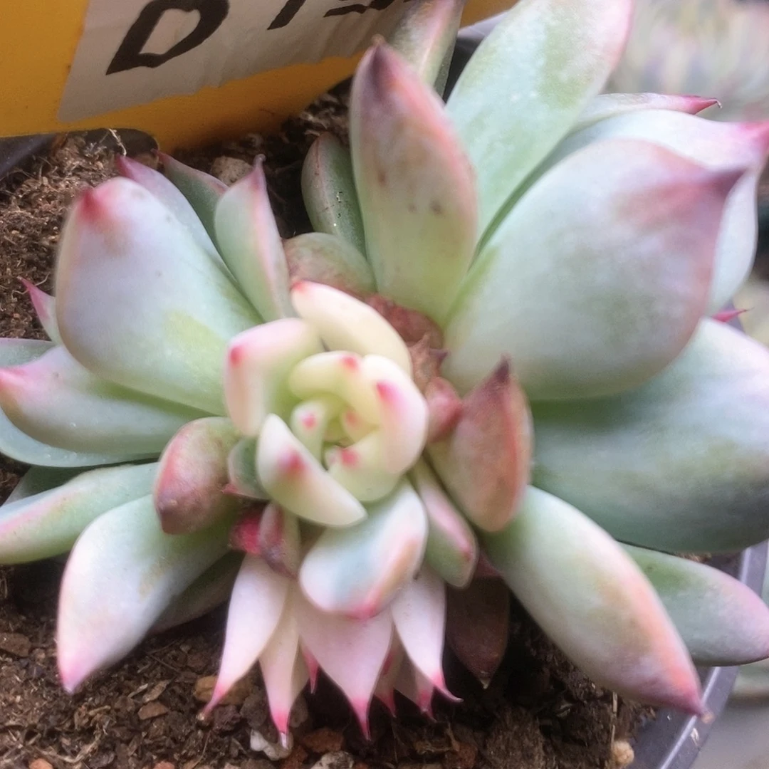 190锦锦锦锦锦锦锦