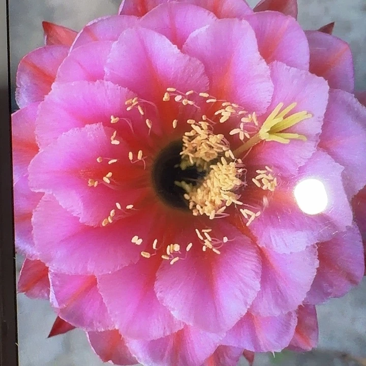 花季少女侧芽5公分左右毛花柱（20包邮）