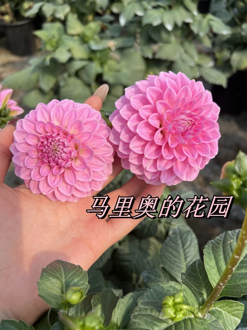 大丽花【柏林】（盆栽）原盆原土发货