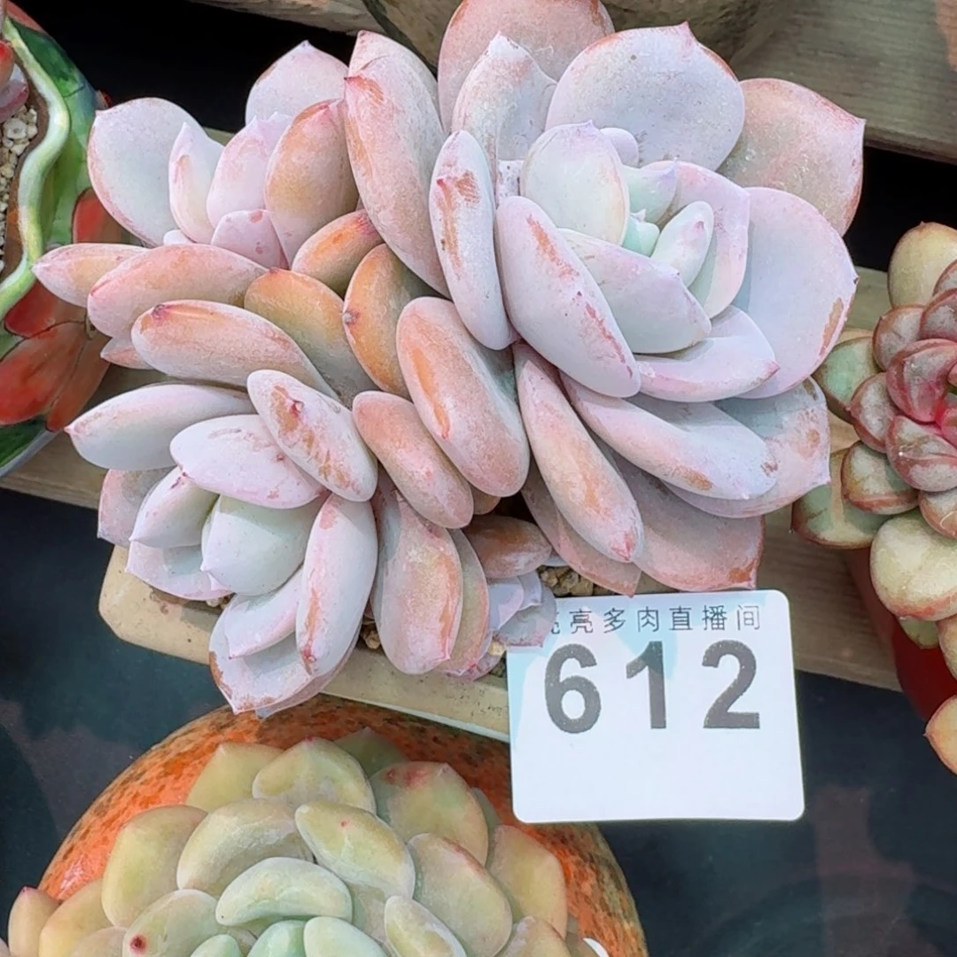 韩版奶茶      愿你一路坦途，乘风破浪展宏图