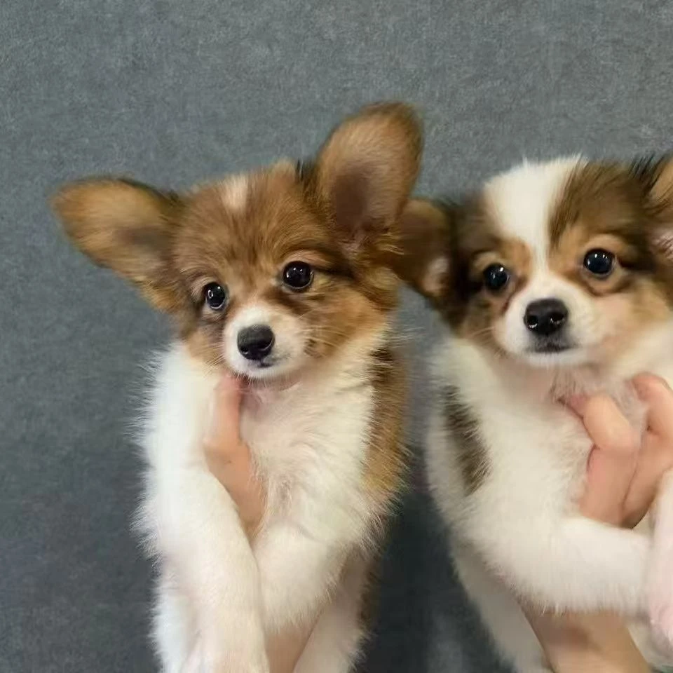 中华田园犬幼犬混血串串大黄狗顺丰包邮保活到家田园犬一物一拍