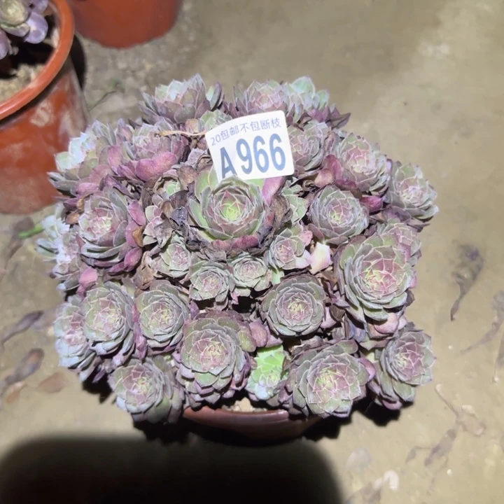 红魔……不包断枝……多肉植物