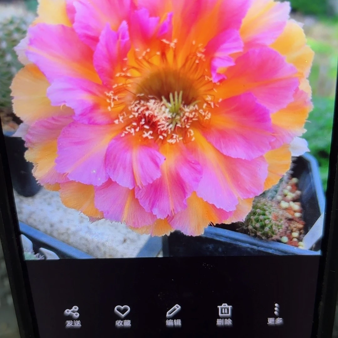 桃花眼彩侧牙20包邮仙人球1