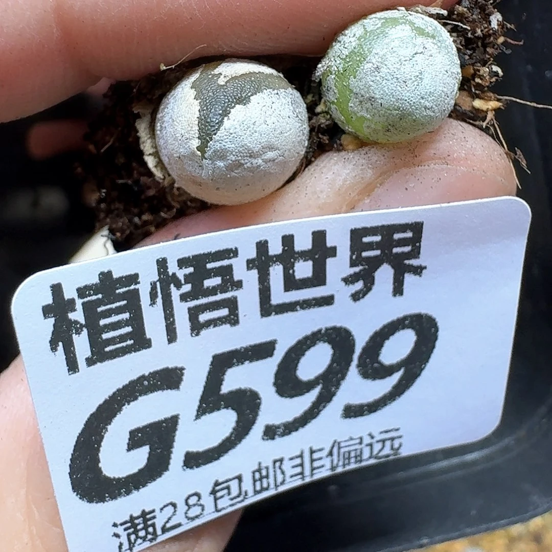 多肉植物的润泽fvb