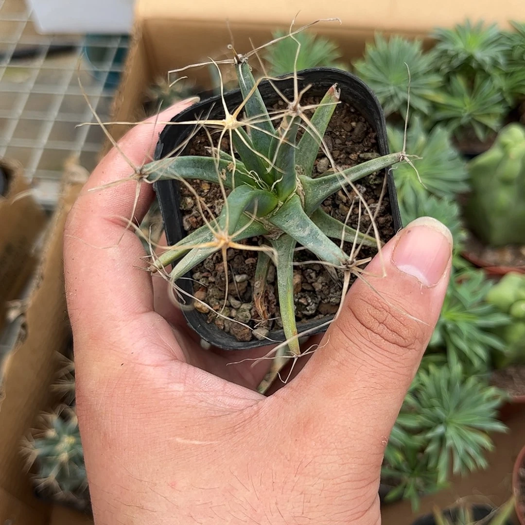 光山单头发货有根发货