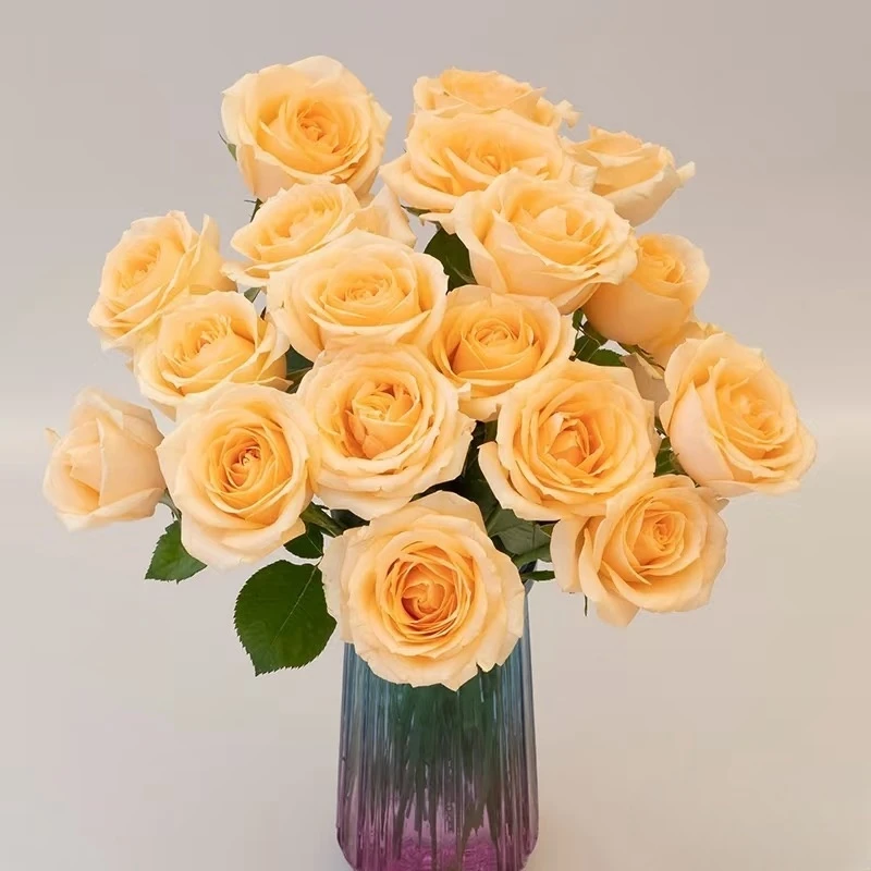 香槟玫瑰 蜜桃雪山 收到需醒花 0°以下需拍保温棉 发出无法退款