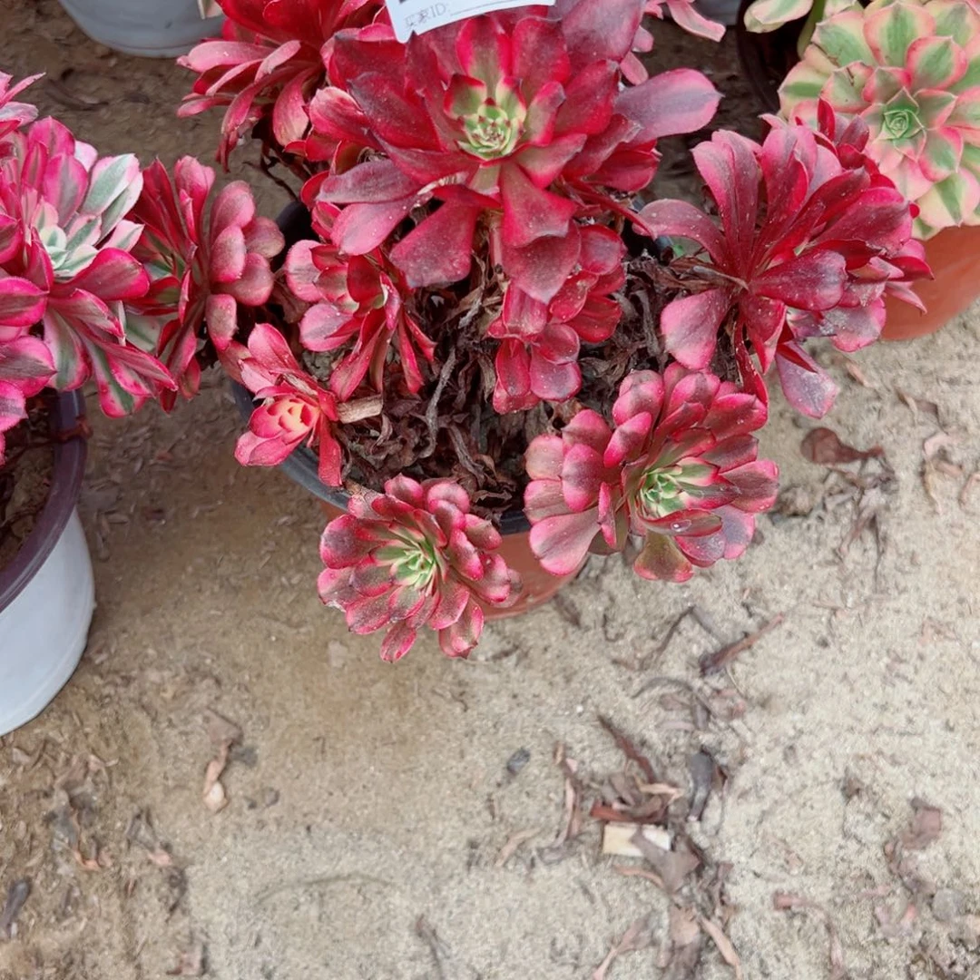 496美姬多肉植物法师