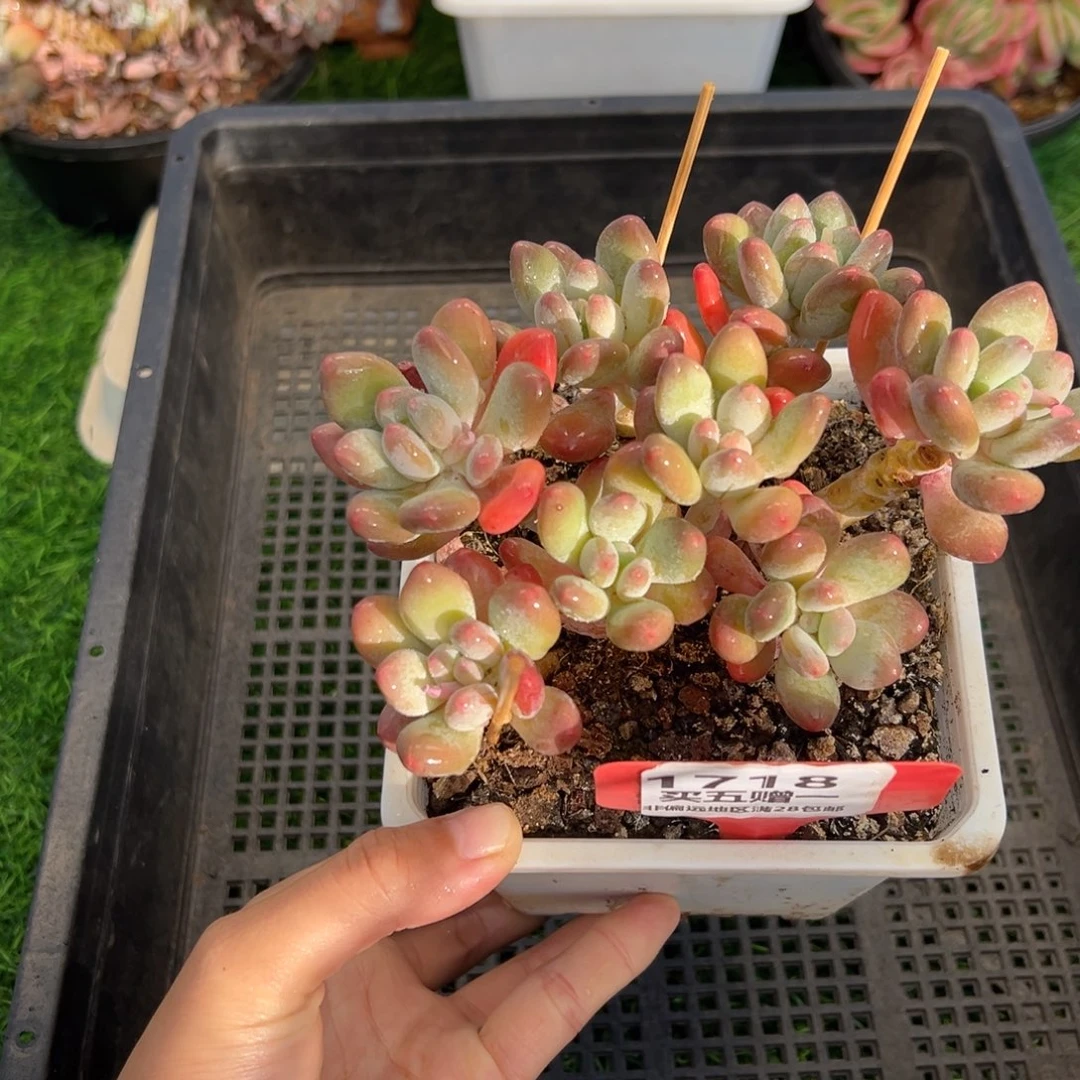 表妹精品多肉1718.