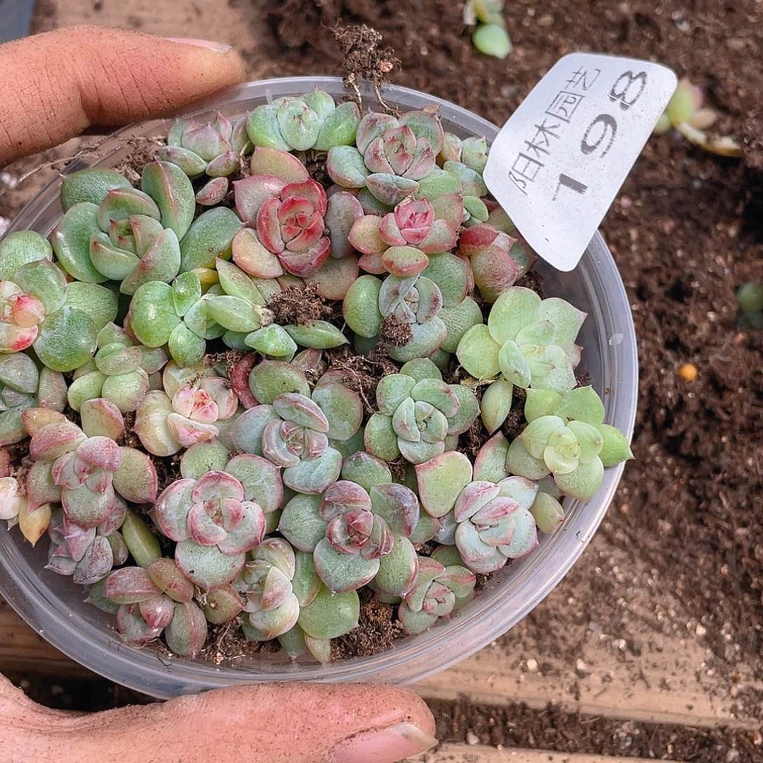 多肉植物多肉植物198