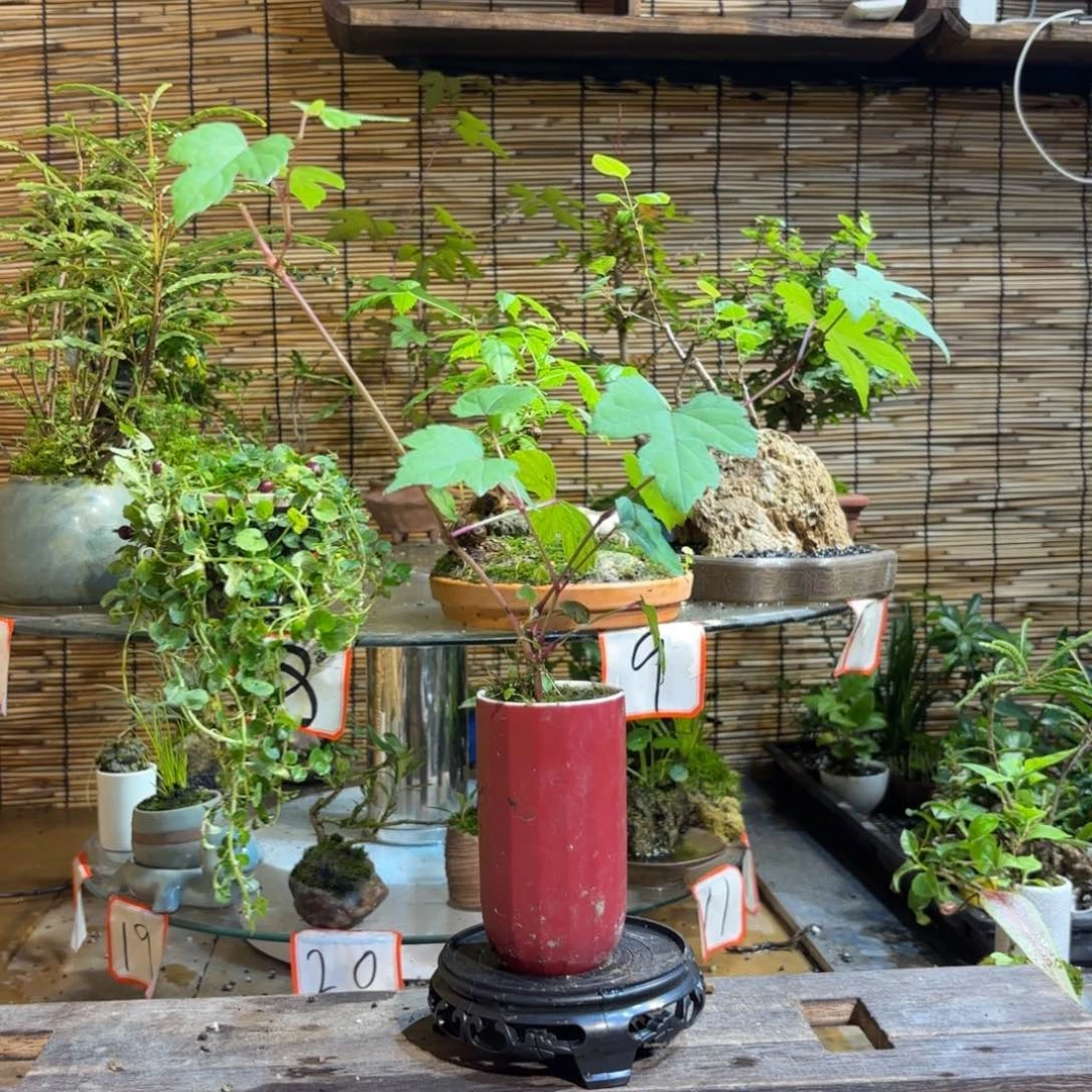 无花朵莎****糖退款拉黑一物一拍88