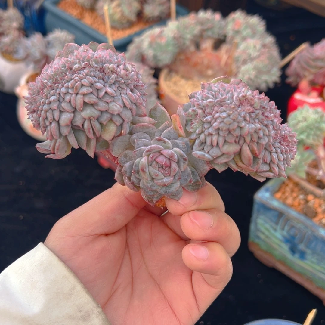 骑****街新年快乐 新年快乐