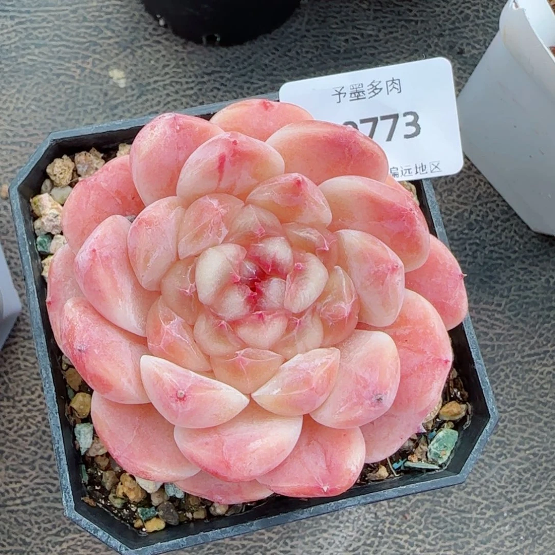 冰魄，9773多肉植物