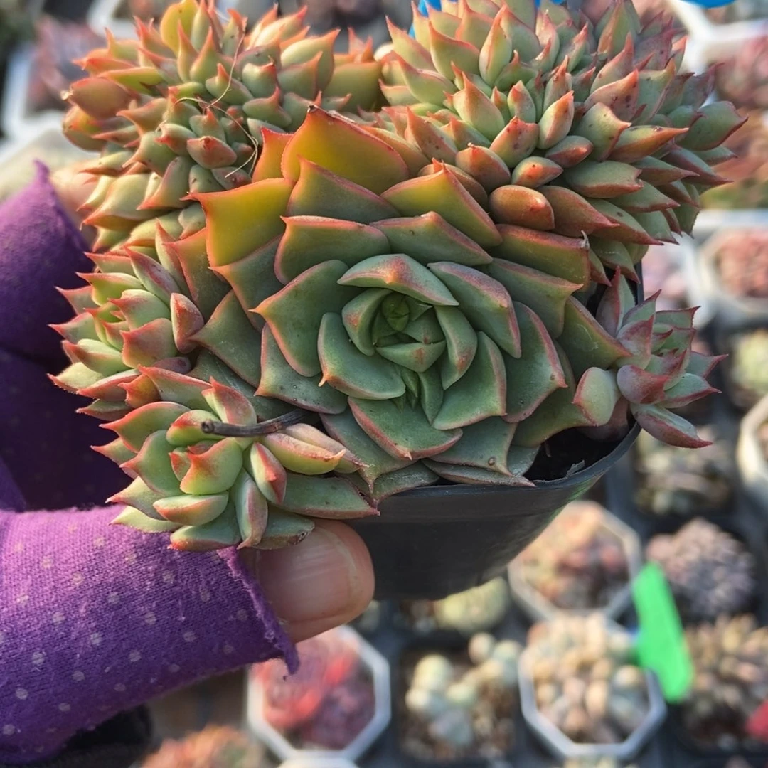 955拿铁缀多肉植物多肉