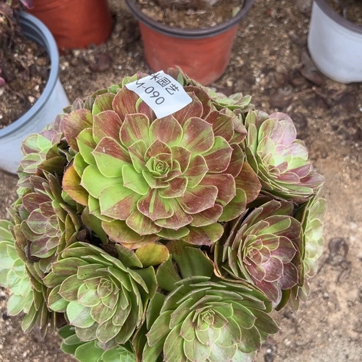 花月夜多肉植物090