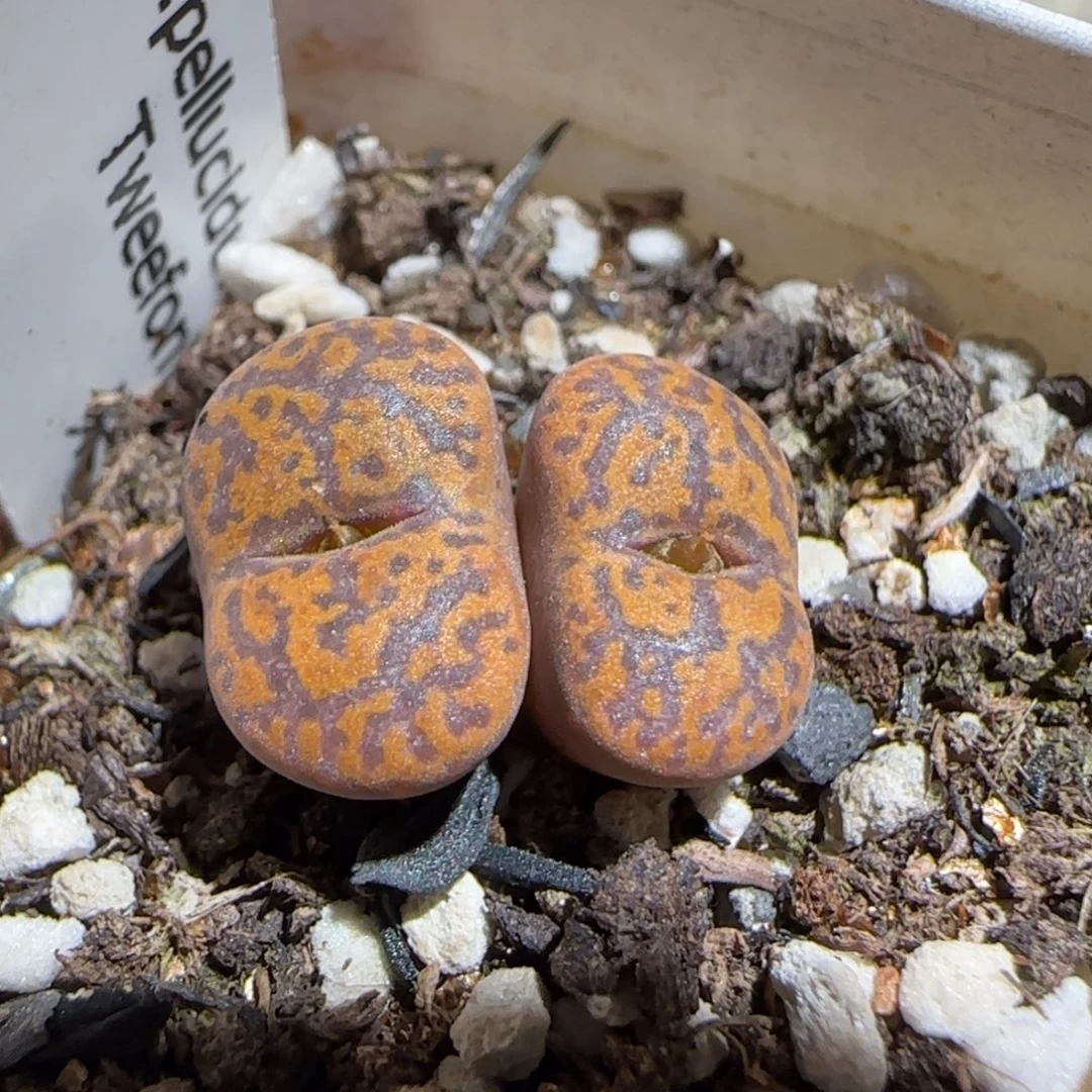 肉锥多肉植物组合-朱雀1632