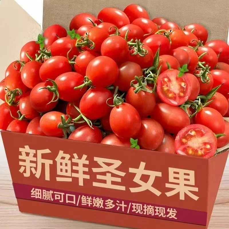5斤圣女果番茄蔬菜孕妇水果新鲜樱桃西红柿现摘千禧批发