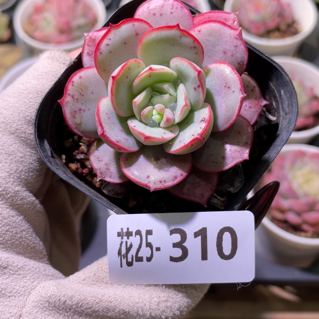 花利美25-310凌波仙子