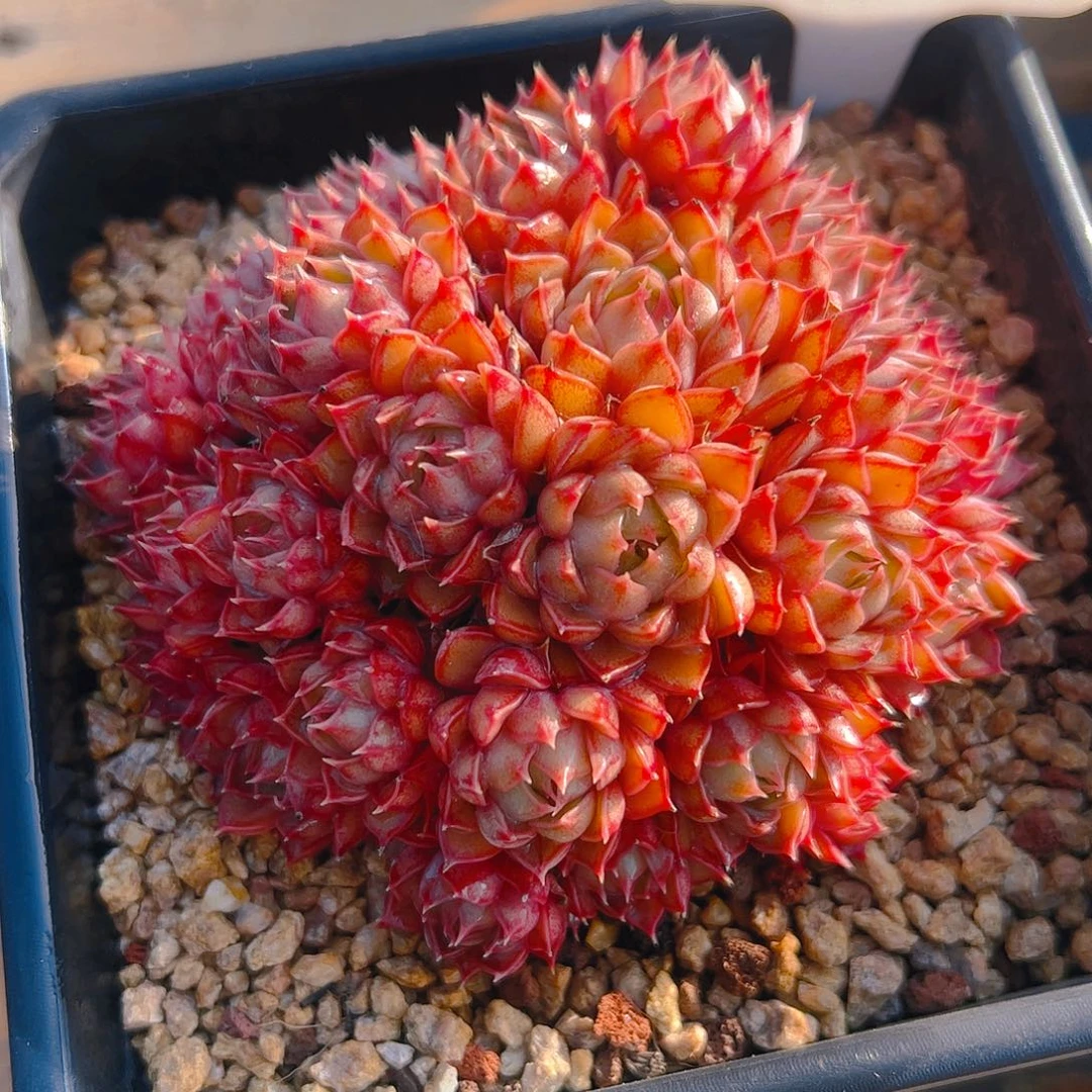 初*玫瑰夫人5011号一物一拍