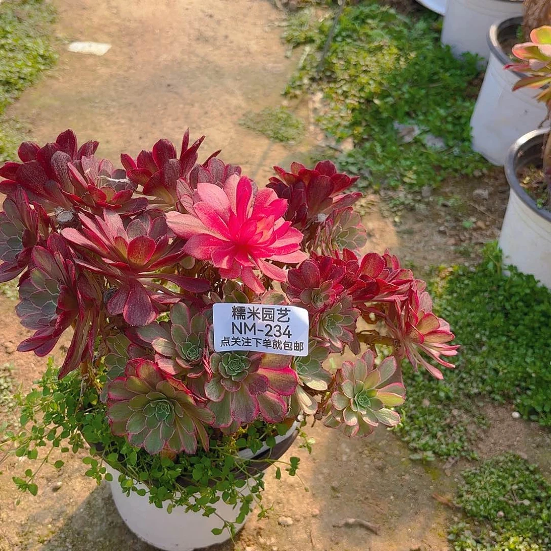 海王砍头群多肉植物234