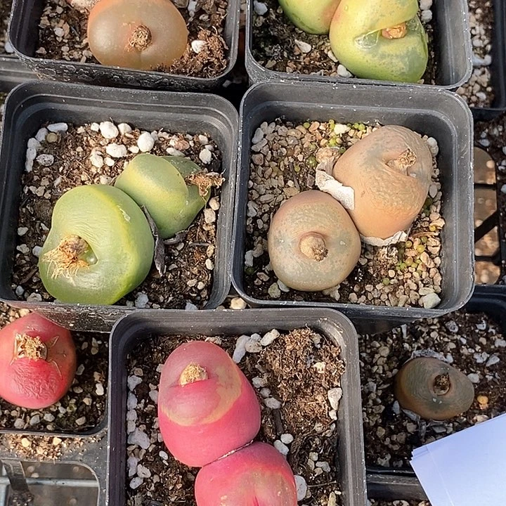 18647巨大有伤一组