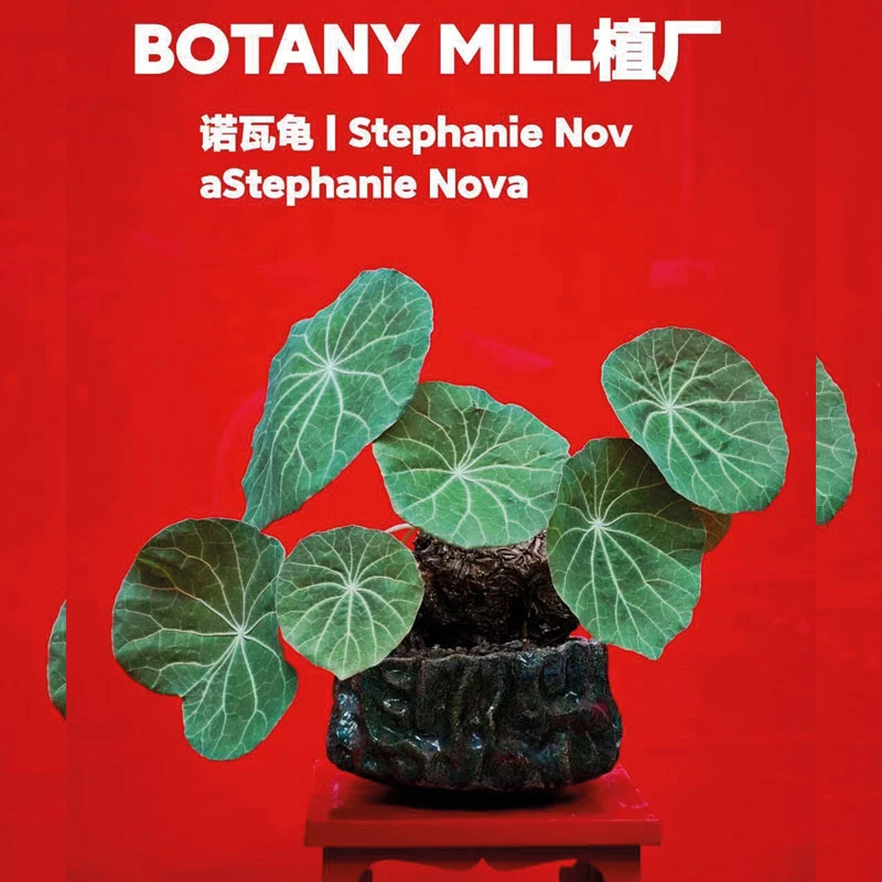 BOTANY MILL植厂 泰国产地诺瓦一叶龟 荷叶龟 室内可养耐阴 含盆