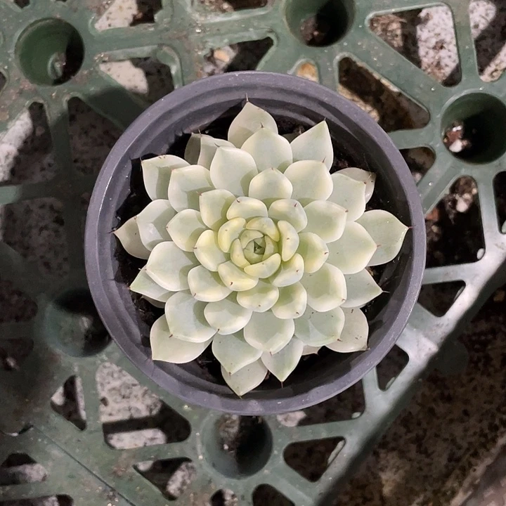 妲己锦一物一拍锦龙