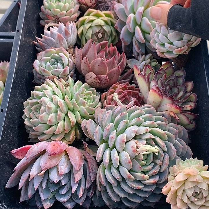 23 多肉植物盆栽花卉植物