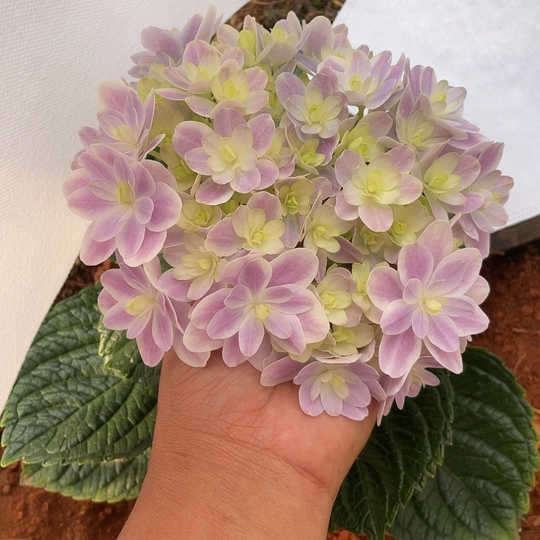 绣球切花一物一拍3枝起包邮，24