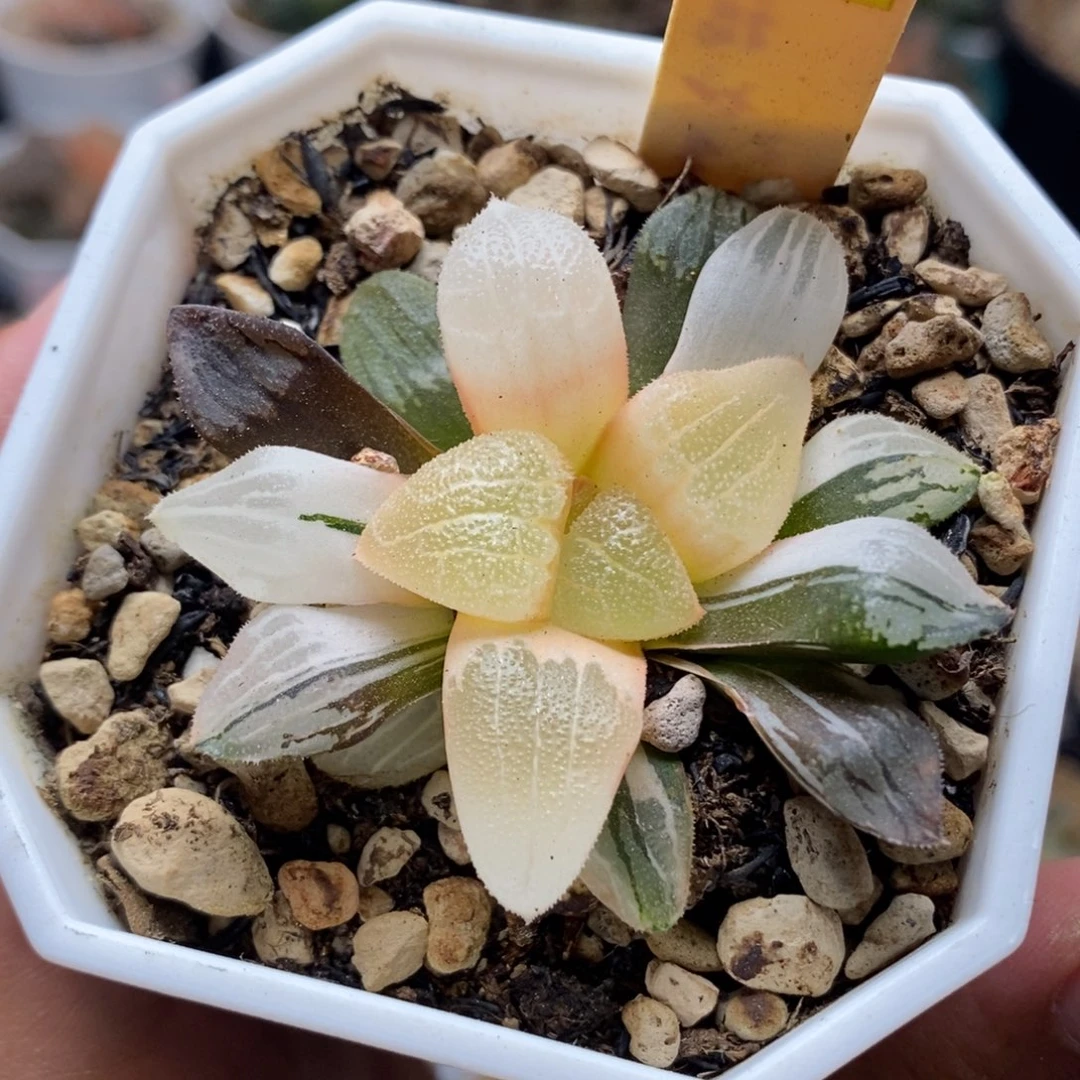 249克×白银锦一物一拍