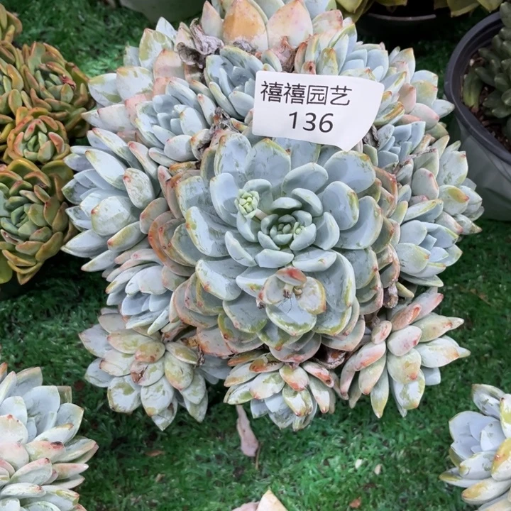 喵*～136冷香多肉植物