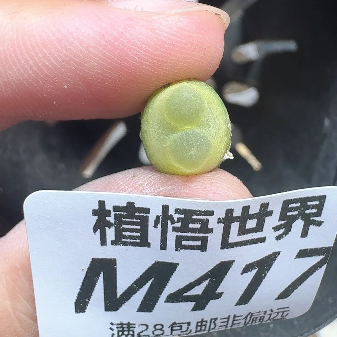 多肉植物的润泽vgb
