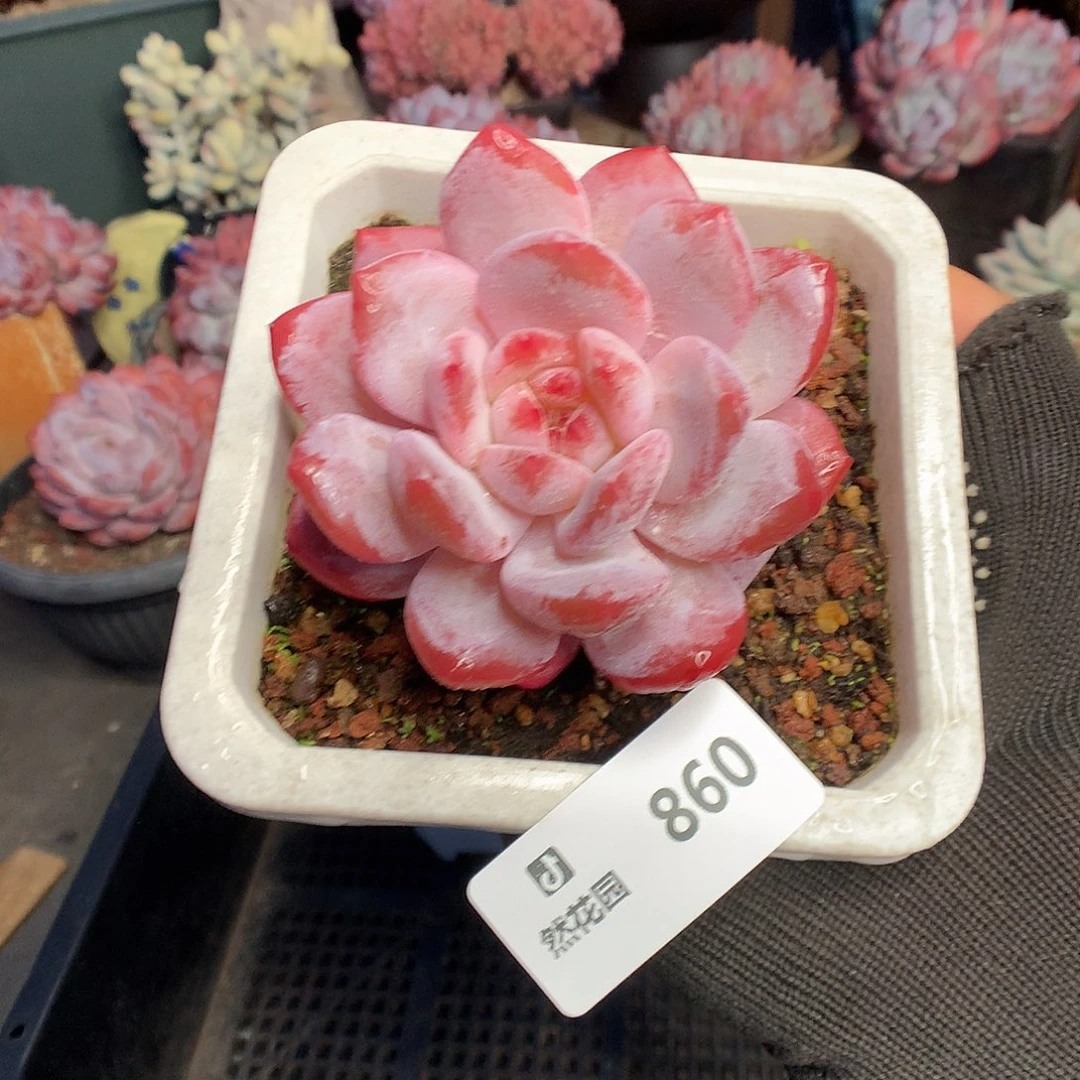 86雪天使多肉植物66666