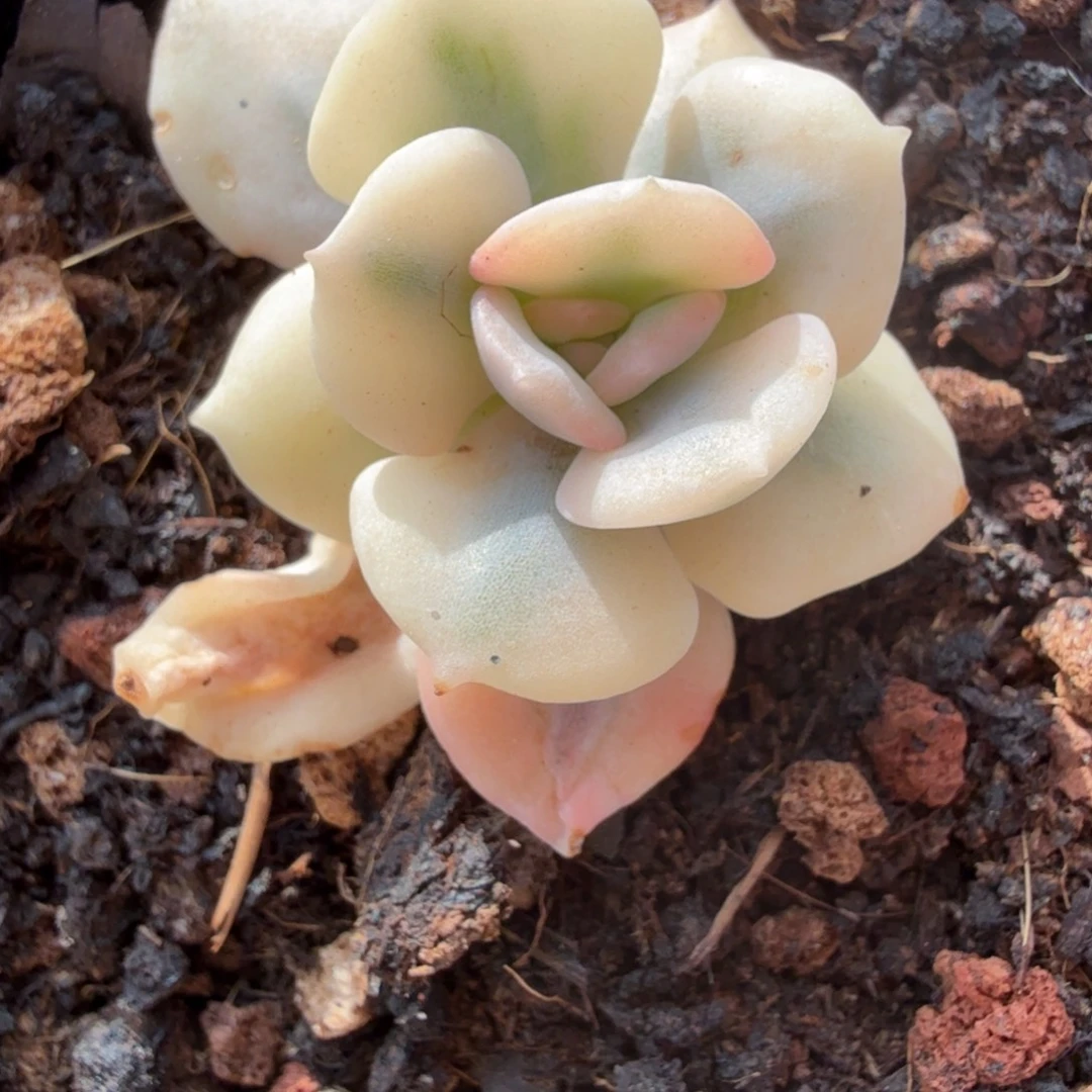 雪精灵锦多肉锦植物