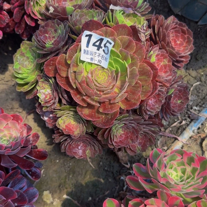 花月夜27-5包邮花花