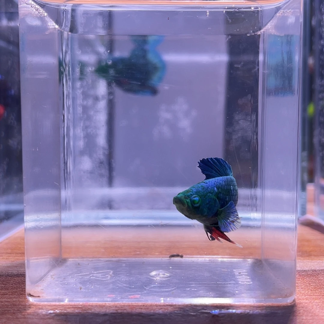 斗鱼可博泰斗092102