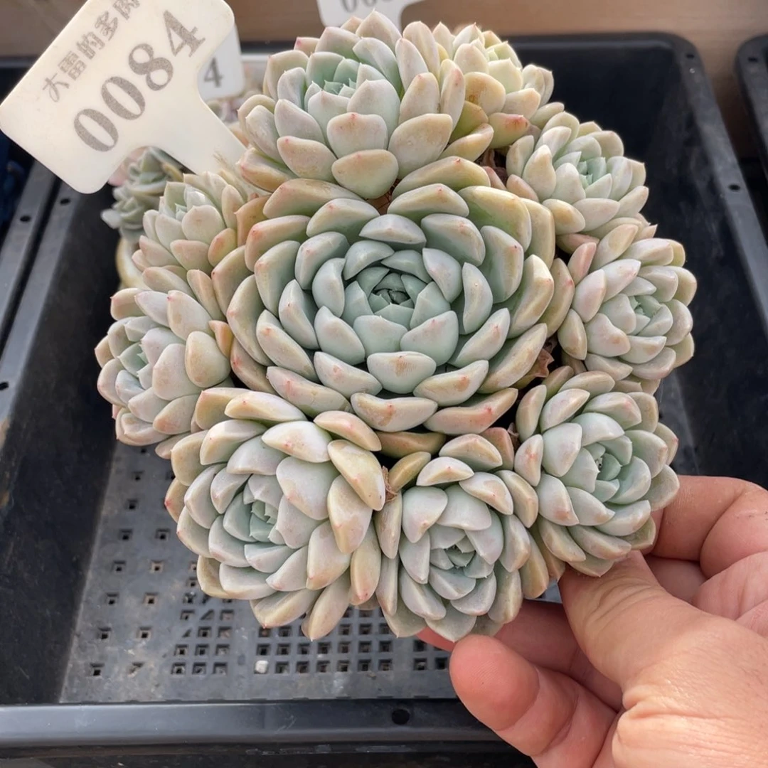 0084奶油美人不带盆15厘米